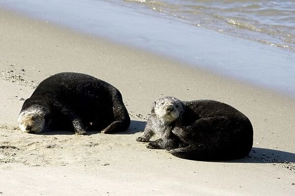 Sea otter - resting on a beach at Moss Landing, California. Monterey Bay, California, USA. Pacific Ocean