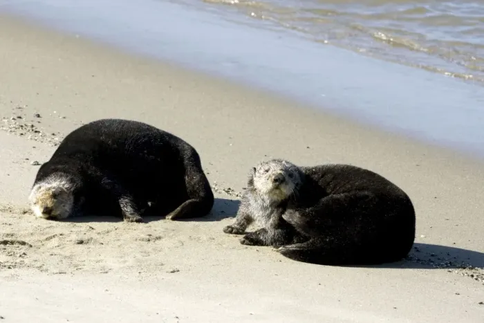 Framed Print : Sea otter - resting on a beach at Moss Landing, California. Monterey Bay, California, USA. Pacific Ocean Framed Print : Sea otter - resting on a beach at Moss Landing, California. Monterey Bay, California, USA. Pacific Ocean