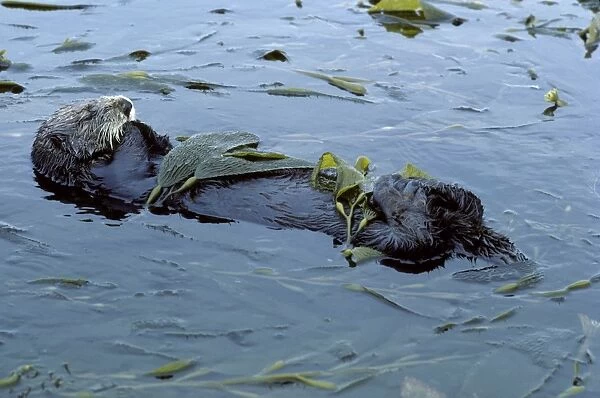 Sea Otter - resting in kelp bed - Monterey Bay - Pacific Ocean - California - USA DN824