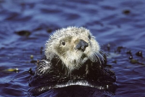 Sea Otter - resting in kelp bed - Monterey Bay - Pacific Ocean - California - USA