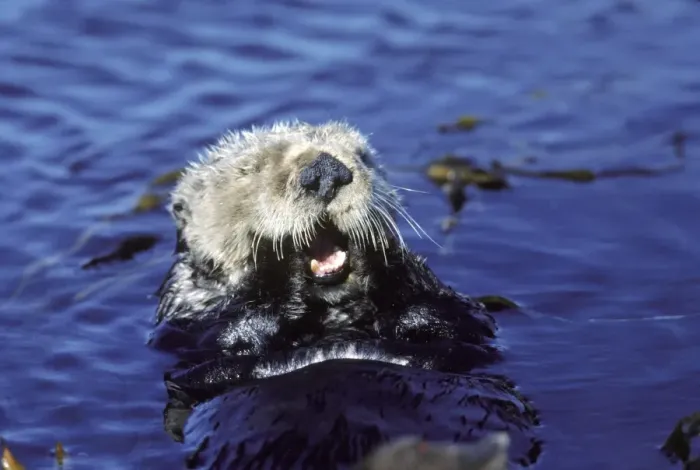 Framed Print : Sea Otter - resting in kelp bed - Monterey Bay - Pacific Ocean - California - USA Framed Print : Sea Otter - resting in kelp bed - Monterey Bay - Pacific Ocean - California - USA
