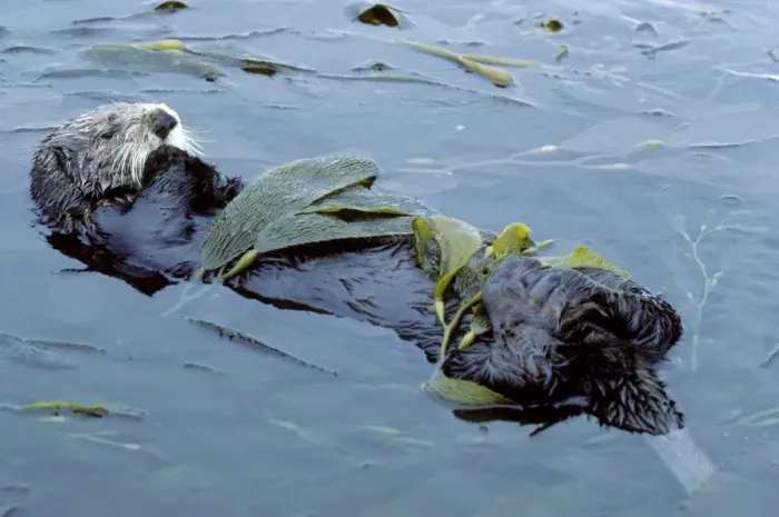 Framed Print : Sea Otter - resting in kelp bed - Monterey Bay - Pacific Ocean - California - USA