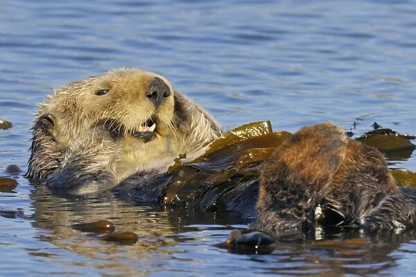 Sea Otter - resting in kelp - Monterey Bay - USA _C3A8971
