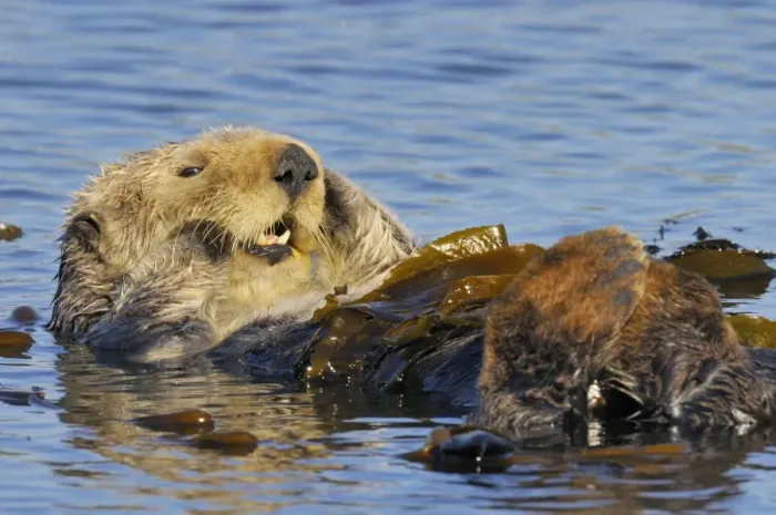Framed Print : Sea Otter - resting in kelp - Monterey Bay - USA _C3A8971 Framed Print : Sea Otter - resting in kelp - Monterey Bay - USA _C3A8971