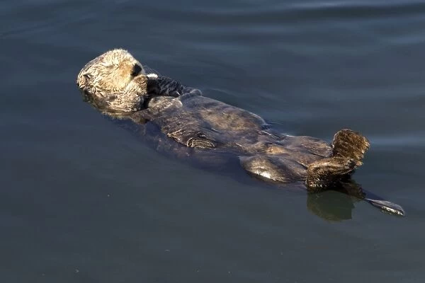 Sea Otter - resting in the protected waters of the marina at Moss Landing - Monterey Bay - California - USA - Pacific Ocean