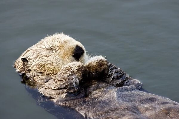 Sea Otter - resting in the protected waters of the marina at Moss Landing - Monterey Bay - California - USA - Pacific Ocean