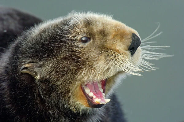Sea Otter - Showing teeth. Alaska, North America BAX2904