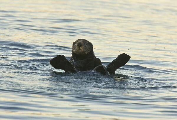 Sea Otter - surfacing after feeding in the sea off southern California