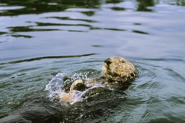 Sea Otter - Using tool cracking clam on rock. California, USA Mo84