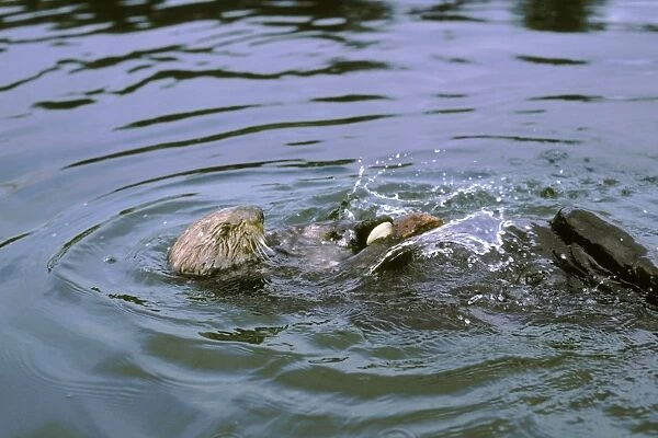 Sea Otter - Using tool cracking clam on rock. California, USA Mo116