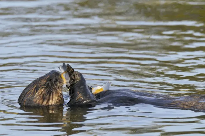 Framed Print : Sea Otter - in water feeding on mollusk - Monterey Bay - USA _C3A3597