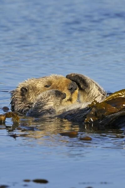 Sea Otter - wrapped in kelp - keeps otter from drifting away with the tide while napping - Monterey Bay - USA _C3A8979