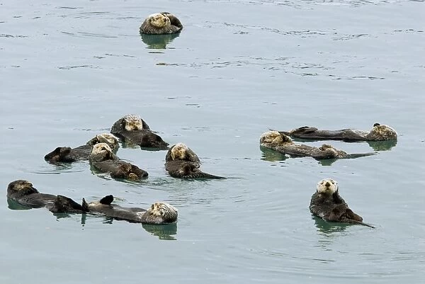 Sea Otters (Enhydra lutris) resting. A group of sea otters resting is called a raft. Alaska B2B1343