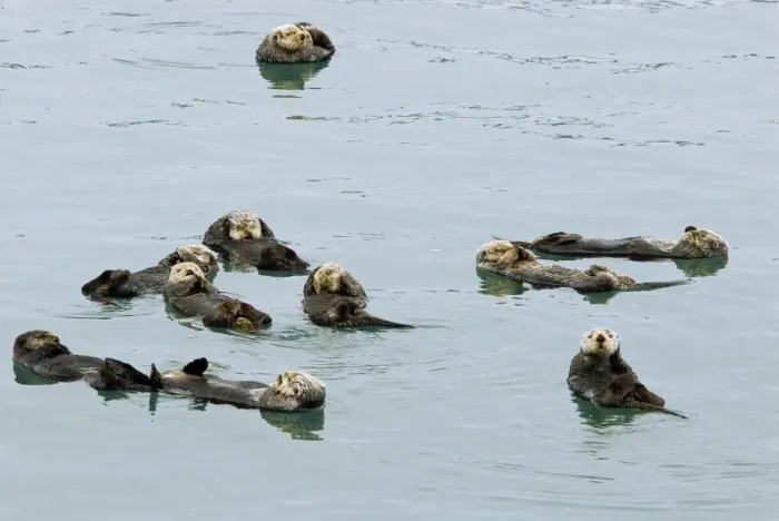 Framed Print : Sea Otters (Enhydra lutris) resting. A group of sea otters resting is called a raft. Alaska B2B1343 Framed Print : Sea Otters (Enhydra lutris) resting. A group of sea otters resting is called a raft. Alaska B2B1343