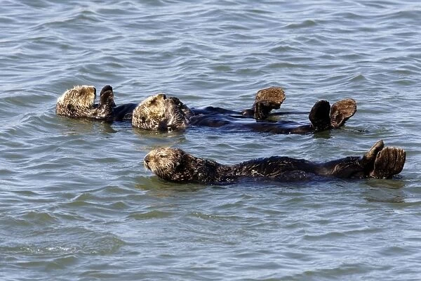 Sea Otters - floating at the surface resting - Monterey Bay - California - USA - Pacific Ocean