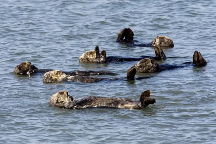 Framed Print : Sea Otters - floating at the surface resting - Monterey Bay - California - USA - Pacific Ocean Framed Print : Sea Otters - floating at the surface resting - Monterey Bay - California - USA - Pacific Ocean
