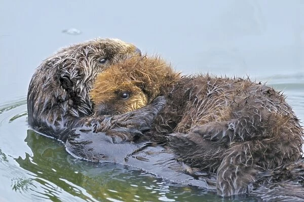 Sea Otters - mother with young pup with 'natal pelage' - Monterey Bay - USA _C3A5865
