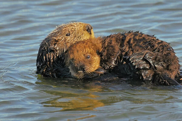 Sea Otters - mother with young pup with 'natal pelage' - Monterey Bay - USA _C3A7378