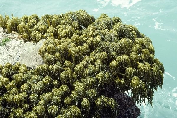 Sea Palm Seaweed - growing in regions of extreme wave shock. Coast of California, USA