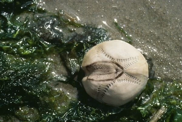 Sea Potatoe - washed up by tide
