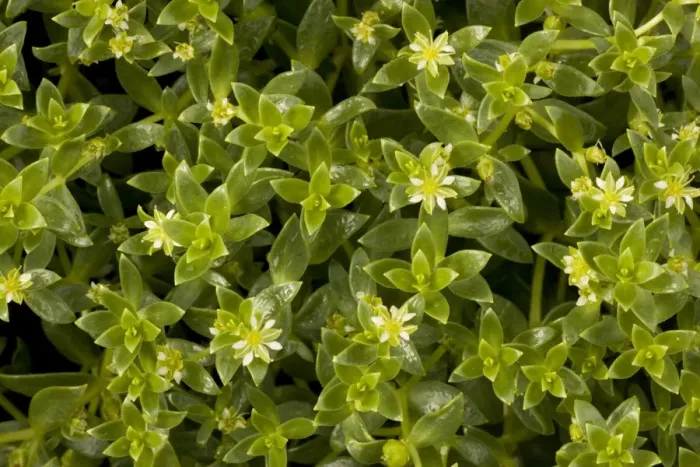 Framed Print : Sea purslane (Honckenya peploides) in flower. Coastal sand, Scotland Framed Print : Sea purslane (Honckenya peploides) in flower. Coastal sand, Scotland