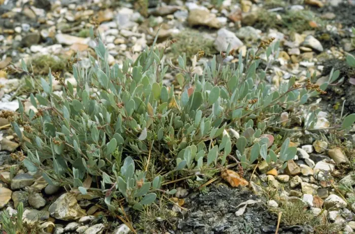 Framed Print : Sea Purslane UK Framed Print : Sea Purslane UK