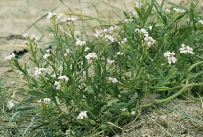 Framed Print : Sea Rocket - sand dunes Framed Print : Sea Rocket - sand dunes