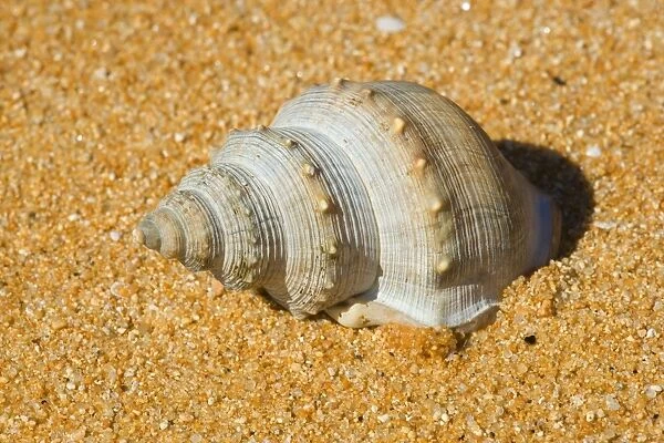 Sea Snail empty shell of a gastropodae sea snail washed ashore the golden beach of Totaranui Abel Tasman National Park, South Island, New Zealand