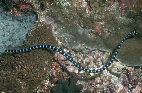 Sea Snake -Banded Sea Krait. The venomous Banded Sea Kraits are air breathing, egg laying reptiles who live and hunt in the tropical waters of the Indo Pacific