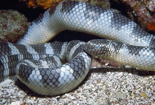 Sea Snake - about to shed skin, venomous Indonesia