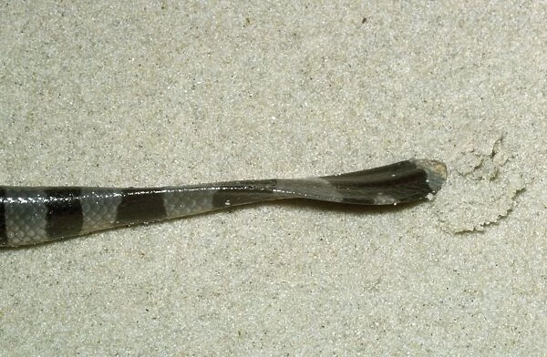 Sea Snake - showing flattened tail Sabah Malaysian Borneo
