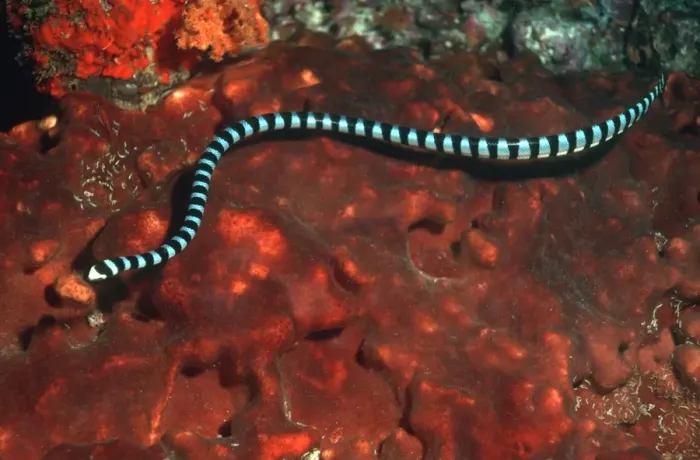 Framed Print : Sea Snake - The venomous Banded Sea Kraits are air breathing, egg laying reptiles who live and hunt in the tropical waters of the Indo Pacific. There seems to be some confusion as to the correct scientific name of this species. Gunung Api