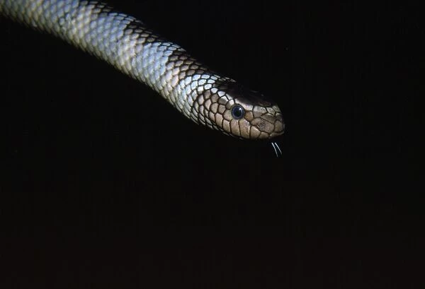 Sea Snake - venomous Soth West, Pacific, Indonesia