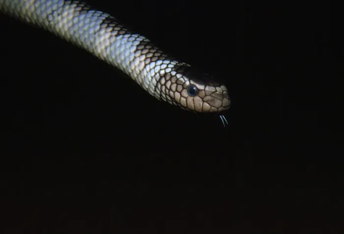 Framed Print : Sea Snake - venomous Soth West, Pacific, Indonesia