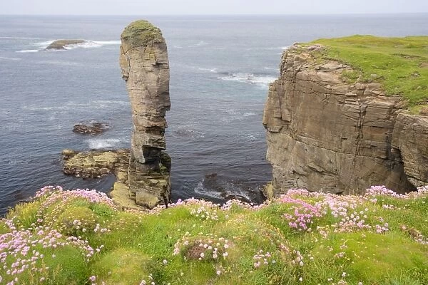 Sea stack Yesnaby Castle and cliffs - Orkney Mainland LA005111