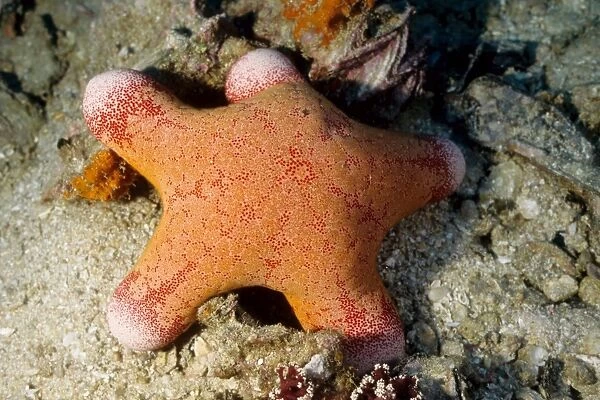 Sea star (Choriasater granulatus). Richelieu Rock, Andaman Sea, Thailand