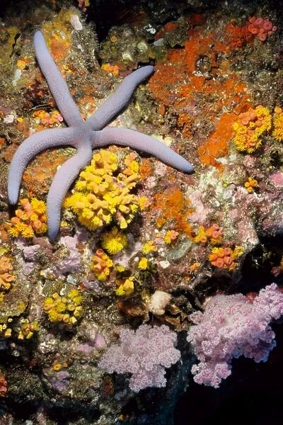 Sea star (Linckia sp) with a background of pink soft coral (Dendronephthya sp) and daisy coral (Tubastrea sp). Richelieu Rock, Andaman Sea, Thailand