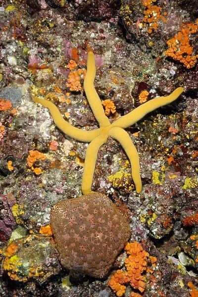 A sea star (Linckia sp) and a pincusion sea star (Culcita novaeguineae). Richelieu Rock, Andaman Sea, Thailand