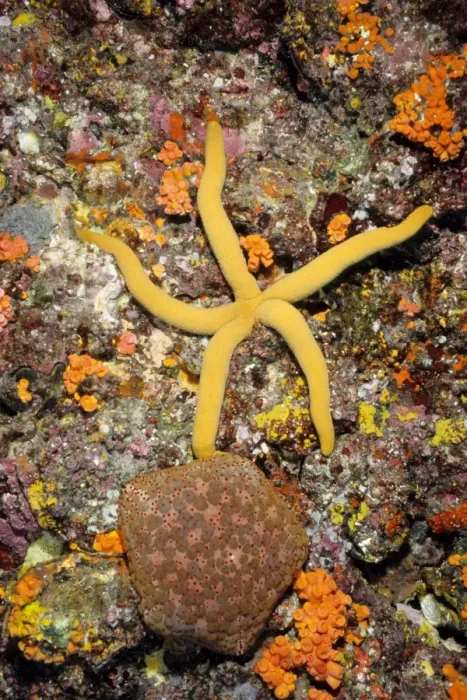 Framed Print : A sea star (Linckia sp) and a pincusion sea star (Culcita novaeguineae). Richelieu Rock, Andaman Sea, Thailand Framed Print : A sea star (Linckia sp) and a pincusion sea star (Culcita novaeguineae). Richelieu Rock, Andaman Sea, Thailand