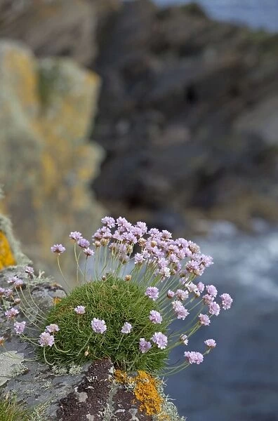 Sea Thrift - growing on cliffs edge along coastline, Shetlands - Scotland - UK
