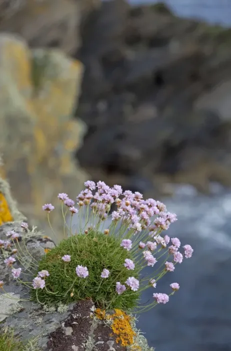Framed Print : Sea Thrift - growing on cliffs edge along coastline, Shetlands - Scotland - UK Framed Print : Sea Thrift - growing on cliffs edge along coastline, Shetlands - Scotland - UK