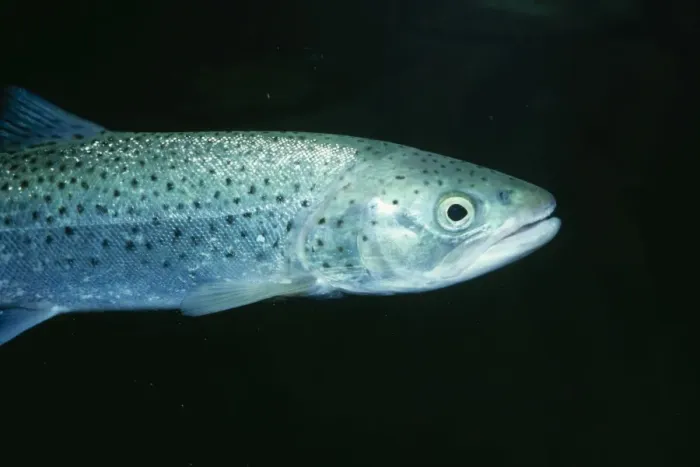 Framed Print : Sea Trout JLMO 1104 Salmo trutta © John Mason / ARDEA LONDON Framed Print : Sea Trout JLMO 1104 Salmo trutta © John Mason / ARDEA LONDON