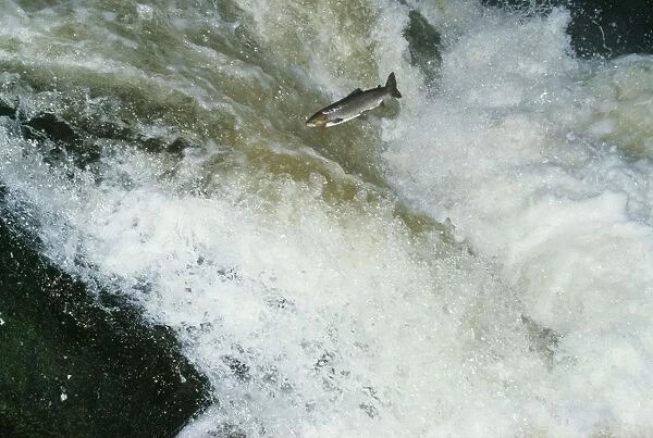 Sea Trout - a type of Brown Trout, jumping falls