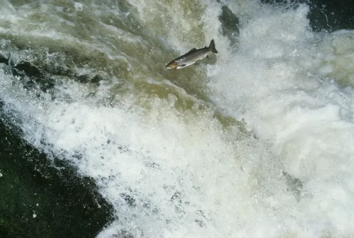 Framed Print : Sea Trout - a type of Brown Trout, jumping falls Framed Print : Sea Trout - a type of Brown Trout, jumping falls