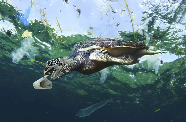 Sea turtle eating a detergent styrofoam cup. Plastic