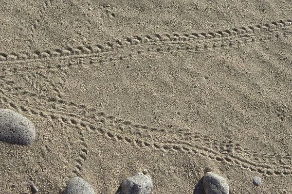 Sea Turtle - hatchling tracks on beach - Punta Colorado - Sea of Cortez - Baja California - Mexico