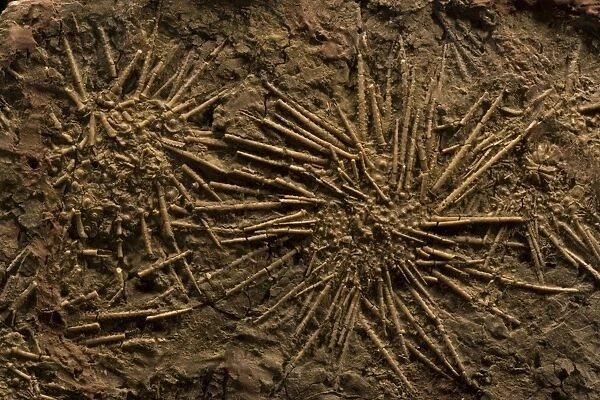 Sea Urchin Fossils (Pennsylvannian) - Northern Texas