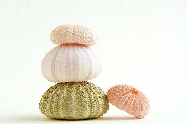 Sea Urchin - shells in a pile