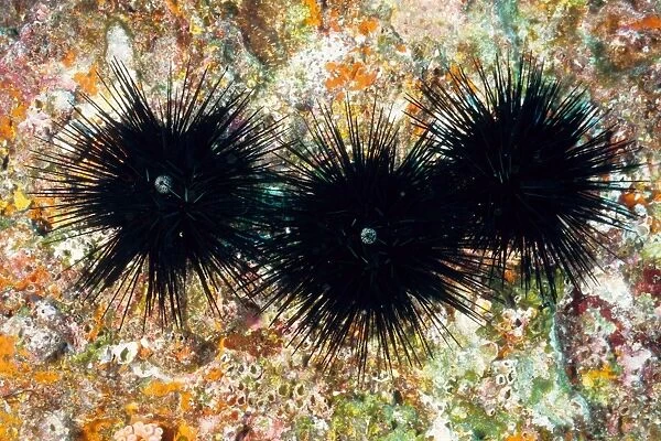 Sea urchins (Echinothrix diadema). Richelieu Rock, Andaman Sea, Thailand