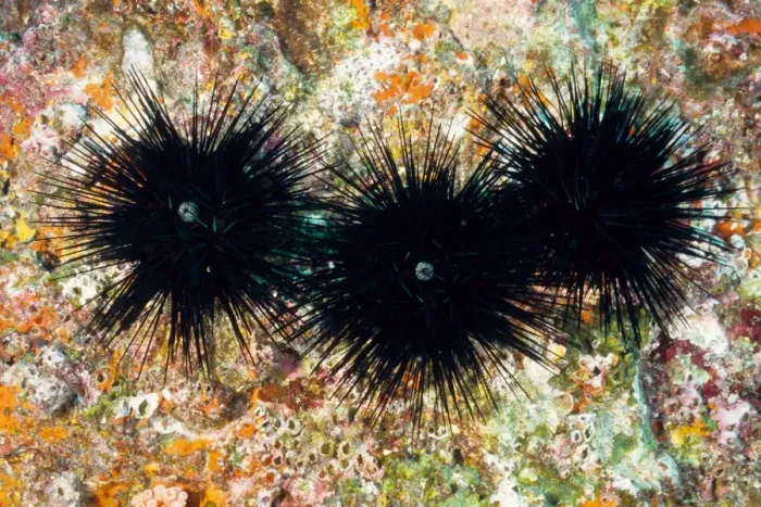 Framed Print : Sea urchins (Echinothrix diadema). Richelieu Rock, Andaman Sea, Thailand Framed Print : Sea urchins (Echinothrix diadema). Richelieu Rock, Andaman Sea, Thailand